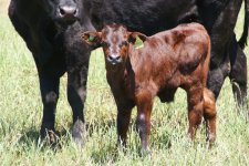 473279 - TERNEIRO SHORTHORN (S.I.10) COM VACA MEIO SANGUE ANGUS BRAHMAN.JPG