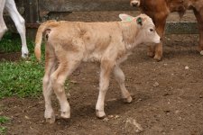 TERNEIRO SHORTHORN (S.I.10) COM VACA CHAROLESA.JPG