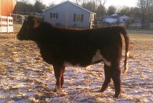 BD heifer1.13.jpg