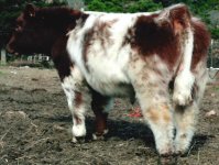 Gates calf rear.JPG