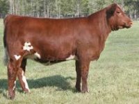 Mary calf pict.jpg