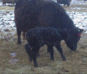 3343 heifer calf.jpg