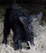 3343 calf.jpg