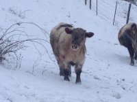 Roan Goose Craigslist calf.jpg