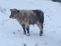 Roan Goose calf side view.jpg