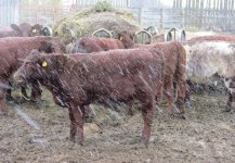 Eionmor Rona 5Z by 22T.JPG