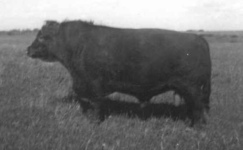 Shorthorn.png