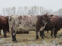 Eionmor roan cow Oct 12.JPG