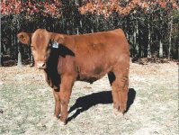 Redline calf front.JPG