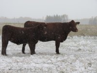 Grissom 2 Yr old with Jackaroo calf.JPG