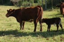 R. Broadhooks 0601 & D052 calf.JPG