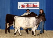 HC Cherry Mist 59T and bull calf -09 CWAsm.jpg