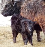 3343 heifer.jpg