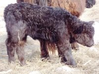 3343 heifer 21 days old.jpg