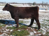 Bellringer Heifer B.jpg