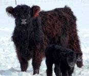 1240 and Walks Alone bull calf.jpg