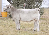 21---fred heifer  4U.jpg