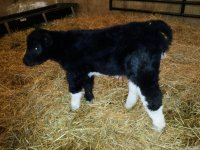 RM x Mancini Heifer.JPG