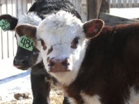 2013cows 018.jpg