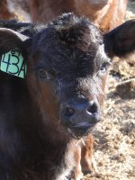 2013cows 026.jpg