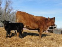 2013cows 021.jpg