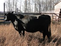 cows2012 235.jpg