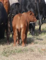 Jaret's Steer 2.jpg