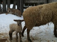 sheep 006 - Copy.JPG