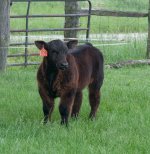 2012 CATTLE 004.JPG