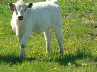 TD bull calf.jpg