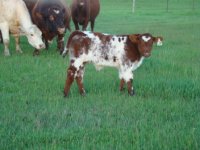 Touchdown bull calf.jpg