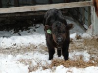 2013cows 043.jpg