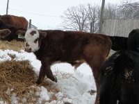 2013cows 048.jpg