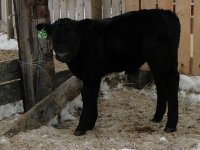 2013cows 051.jpg