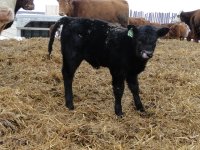 2013cows 044.jpg