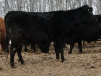 2013cows 050.jpg