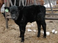 2013cows 052.jpg