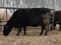 2013cows 049.jpg