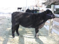 Ali Heifer 2-4-09.JPG