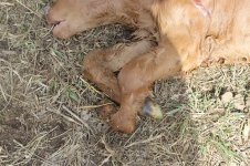 Calf 3.jpg