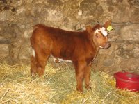 bull calf.jpg