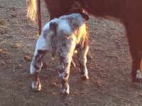 3-25-13 Bull Calf 1.jpg