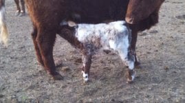 3-25-13 Bull Calf 2.jpg