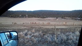 Elk along road.jpg