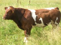 Fullblood Maine Bull 3.jpg