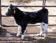 Hulk heifer343.jpg