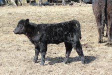 2013 calves-2 099.JPG