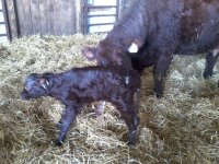 Star Bucks x Proud Jazz heifer 20 min old.jpg