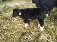 RM x Ali son Heifer.JPG