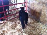 P and B Heifer calf.JPG